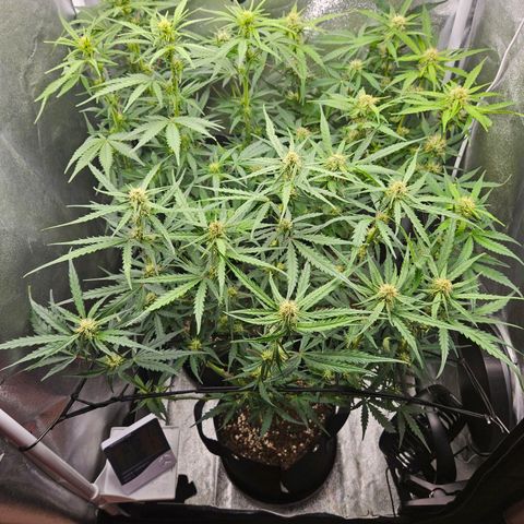 Apple Fritter Automatic growlog timeline photo