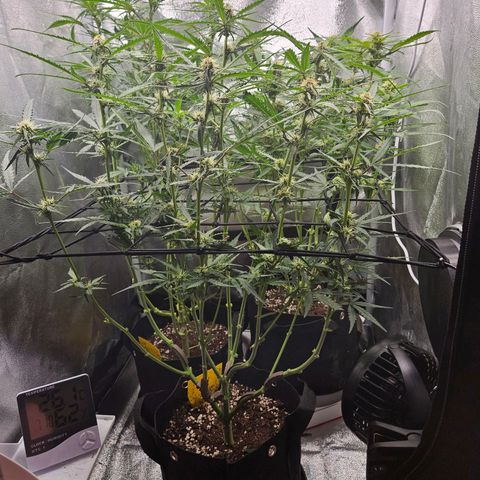 Apple Fritter Automatic growlog timeline photo