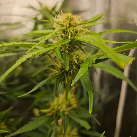 Apple Fritter Automatic growlog timeline photo