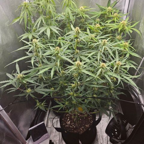 Apple Fritter Automatic growlog timeline photo