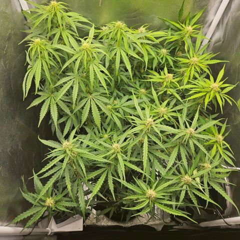 Apple Fritter Automatic growlog timeline photo