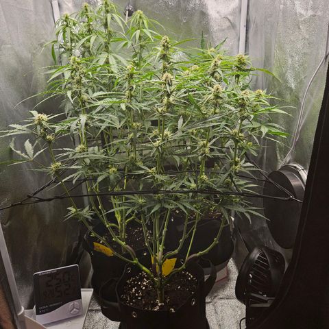 Apple Fritter Automatic growlog timeline photo
