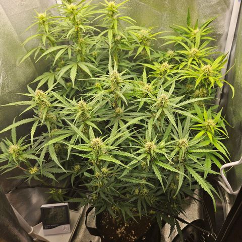 Apple Fritter Automatic growlog timeline photo