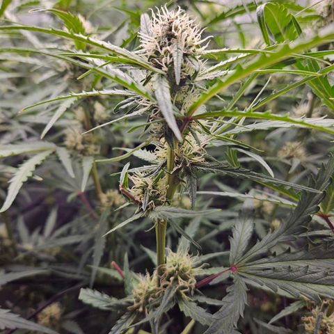 Apple Fritter Automatic growlog timeline photo