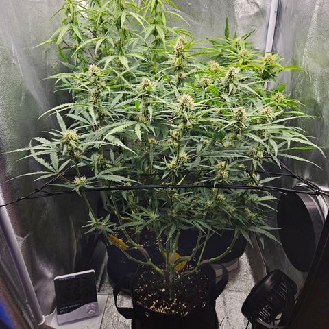 Apple Fritter Automatic growlog timeline photo