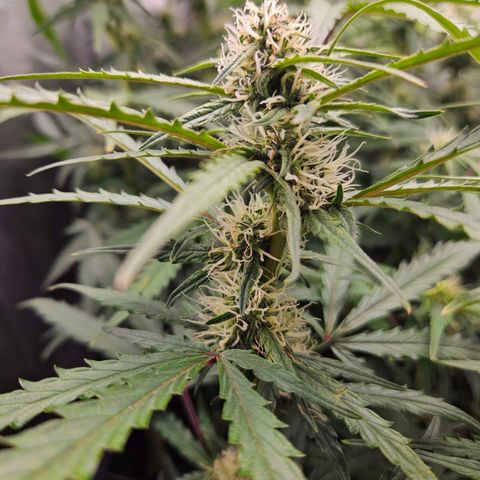 Apple Fritter Automatic growlog timeline photo