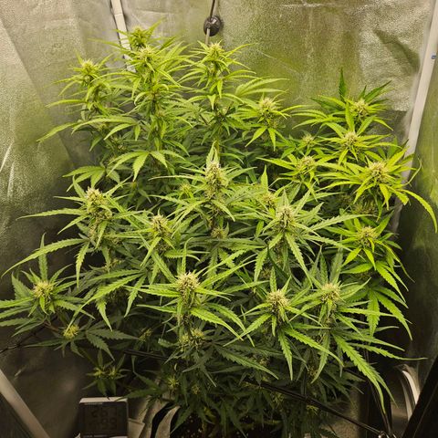 Apple Fritter Automatic growlog timeline photo