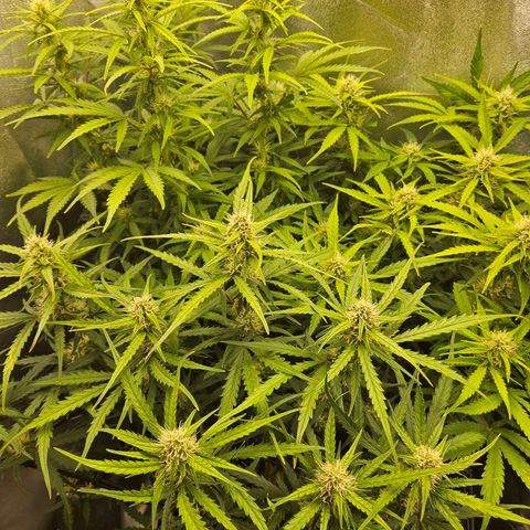 Apple Fritter Automatic growlog timeline photo