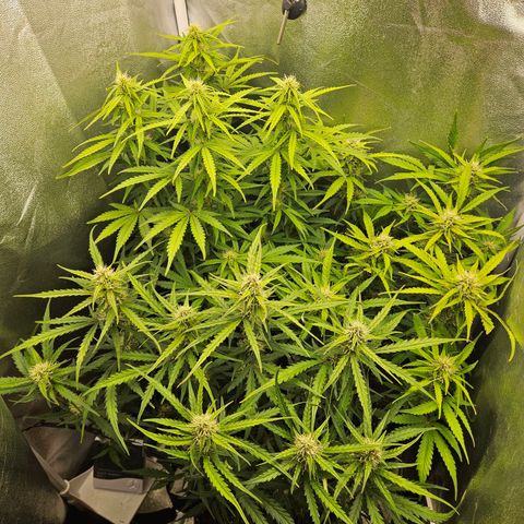 Apple Fritter Automatic growlog timeline photo