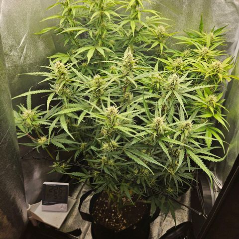 Apple Fritter Automatic growlog timeline photo