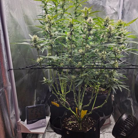 Apple Fritter Automatic growlog timeline photo
