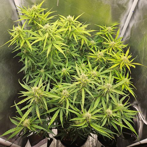 Apple Fritter Automatic growlog timeline photo