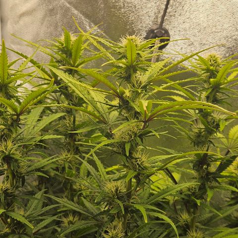Apple Fritter Automatic growlog timeline photo