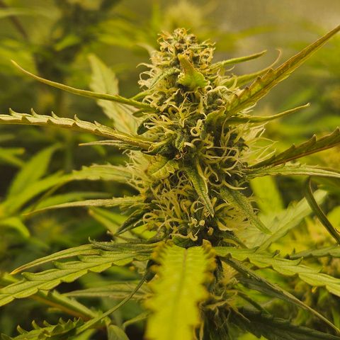 Apple Fritter Automatic growlog timeline photo