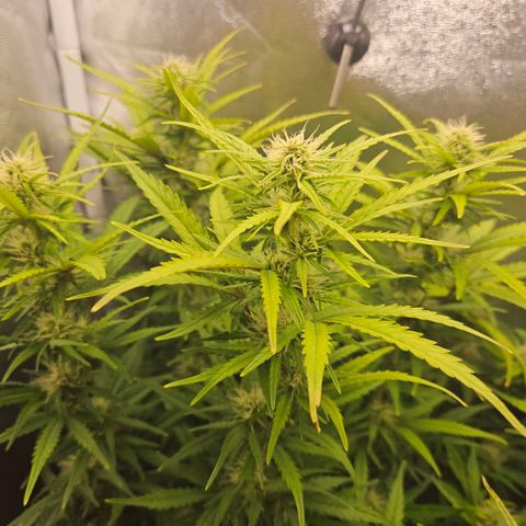 Apple Fritter Automatic growlog timeline photo