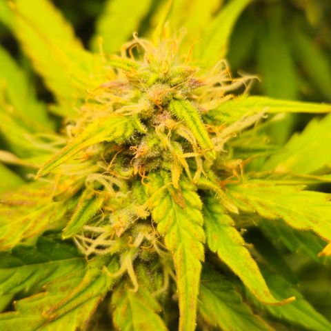 Apple Fritter Automatic growlog timeline photo