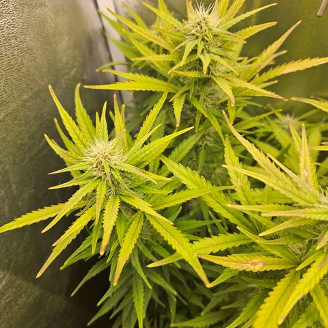 Apple Fritter Automatic growlog photo: Blätter verfärben sich. Problem?