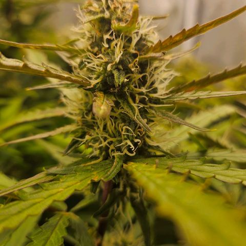 Apple Fritter Automatic growlog photo: Blätter verfärben sich. Problem?