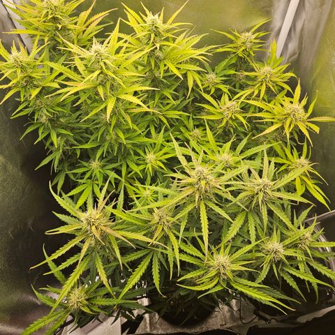 Apple Fritter Automatic growlog photo: Blätter verfärben sich. Problem?