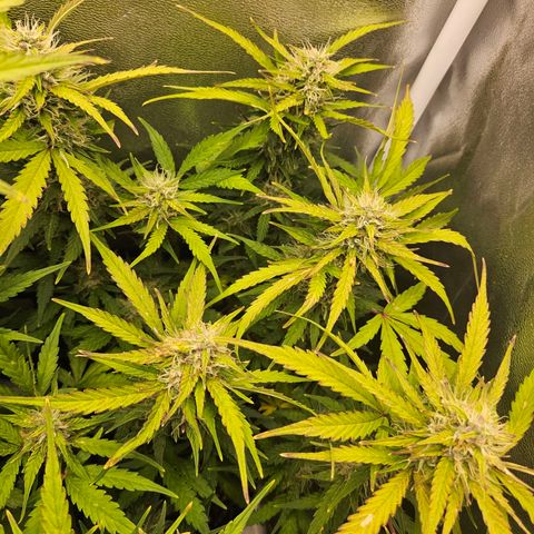 Apple Fritter Automatic growlog photo: Blätter verfärben sich. Problem?