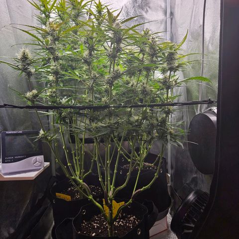 Apple Fritter Automatic growlog photo: Blätter verfärben sich. Problem?