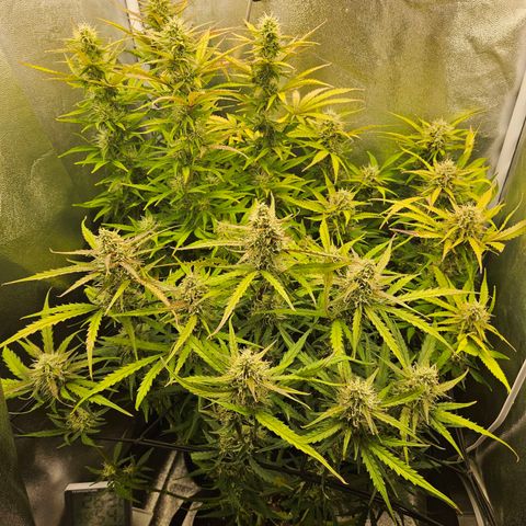 Apple Fritter Automatic growlog timeline photo