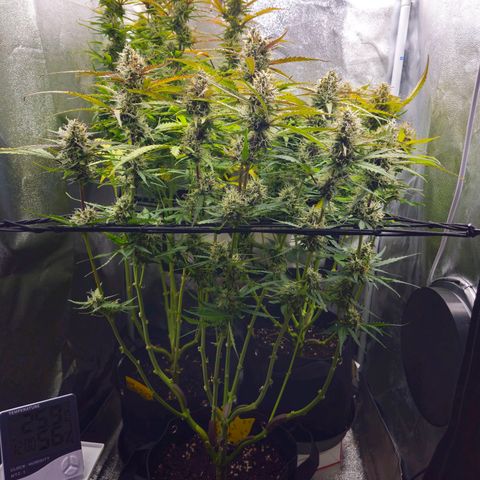 Apple Fritter Automatic growlog timeline photo