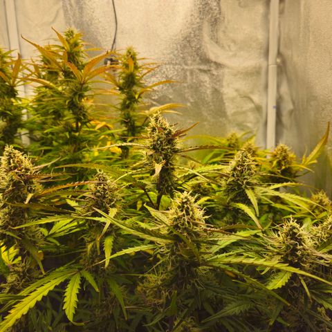 Apple Fritter Automatic growlog timeline photo