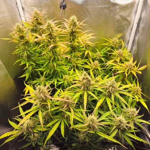 Apple Fritter Automatic growlog timeline photo