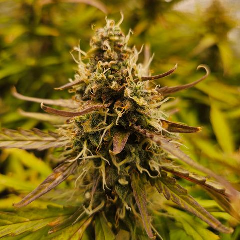 Apple Fritter Automatic growlog timeline photo