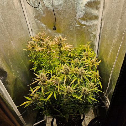 Apple Fritter Automatic growlog timeline photo