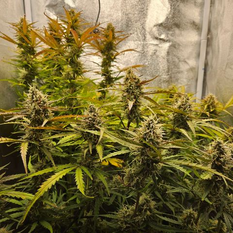 Apple Fritter Automatic growlog timeline photo