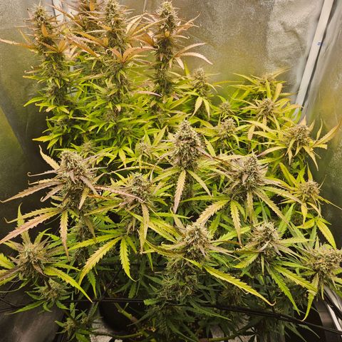 Apple Fritter Automatic growlog timeline photo