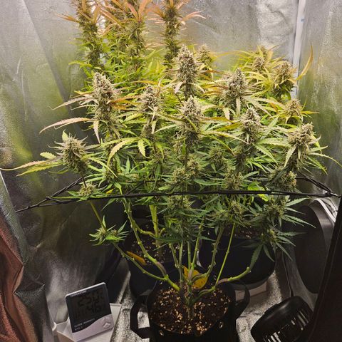 Apple Fritter Automatic growlog timeline photo