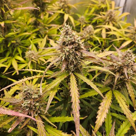 Apple Fritter Automatic growlog timeline photo