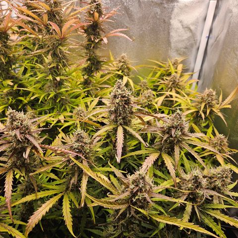 Apple Fritter Automatic growlog timeline photo