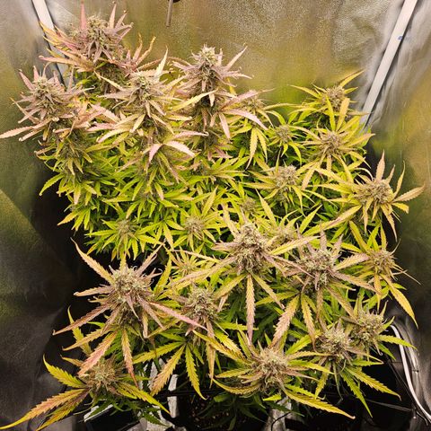 Apple Fritter Automatic growlog timeline photo