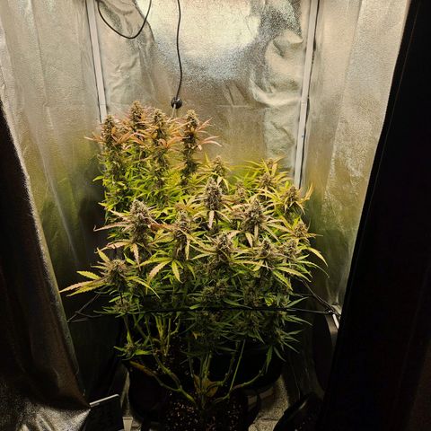 Apple Fritter Automatic growlog timeline photo