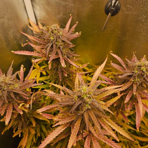 Apple Fritter Automatic growlog timeline photo