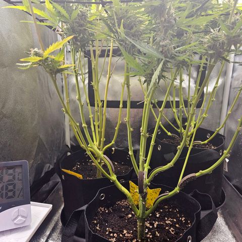 Apple Fritter Automatic growlog timeline photo