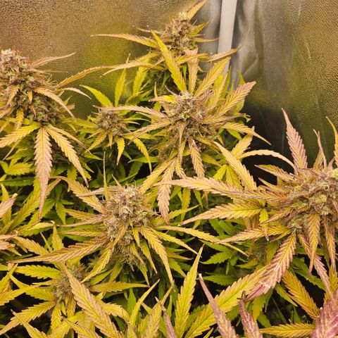 Apple Fritter Automatic growlog timeline photo