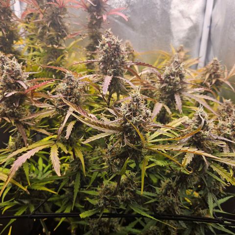Apple Fritter Automatic growlog timeline photo