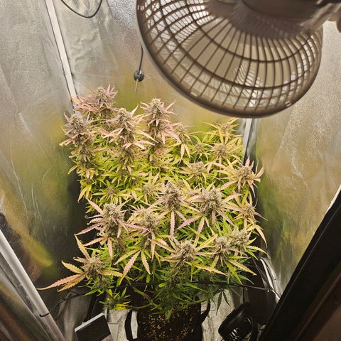 Apple Fritter Automatic growlog timeline photo