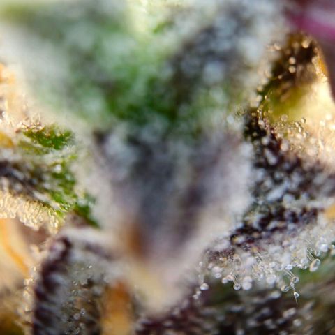 Apple Fritter Automatic growlog timeline photo
