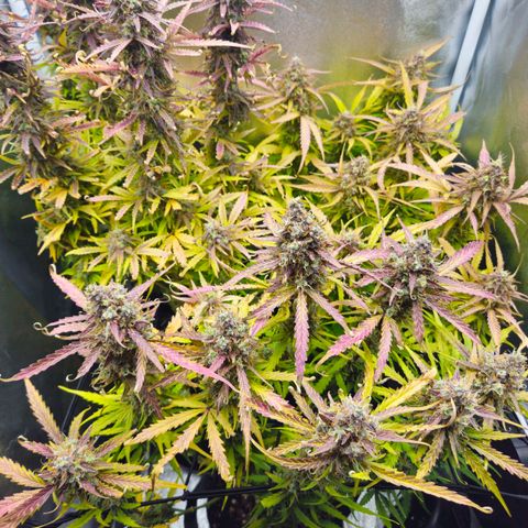 Apple Fritter Automatic growlog timeline photo
