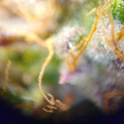 Apple Fritter Automatic growlog timeline photo