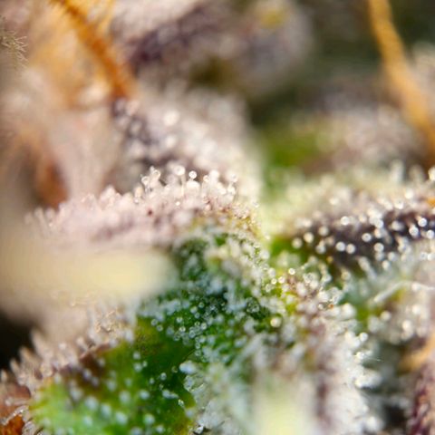 Apple Fritter Automatic growlog timeline photo
