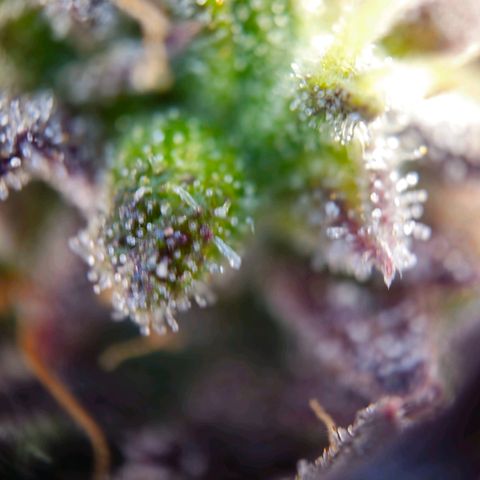Apple Fritter Automatic growlog timeline photo