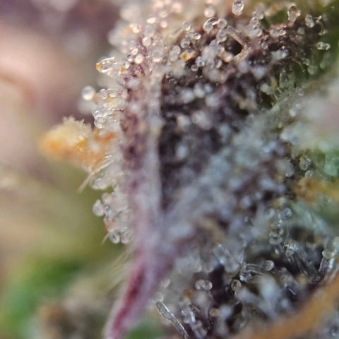 Apple Fritter Automatic growlog timeline photo