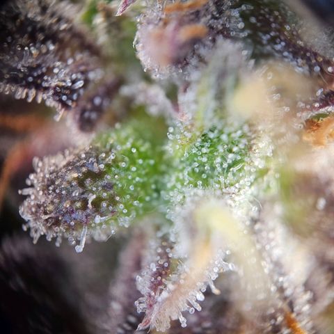 Apple Fritter Automatic growlog timeline photo